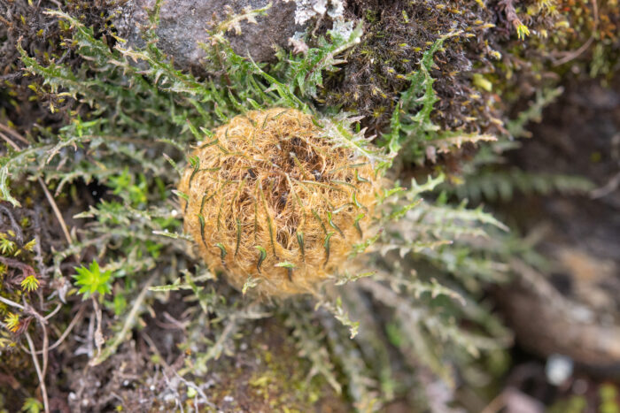 Himachal plant (Soroseris)