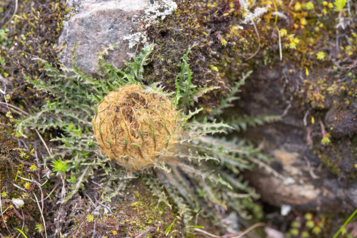 Himachal plant (Soroseris)