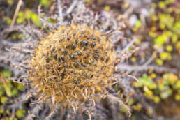 Himachal plant (Soroseris)