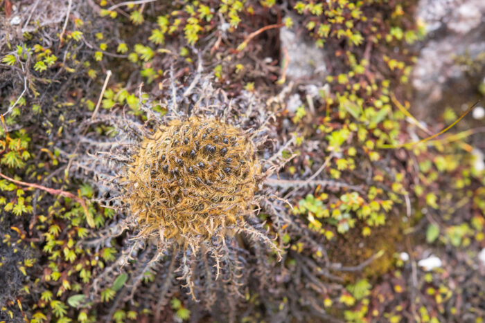 Himachal plant (Soroseris)