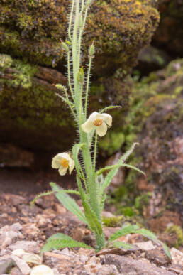 Meconopsis merakensis