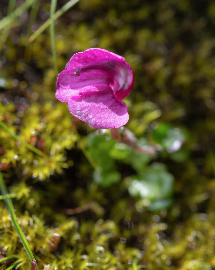 Pedicularis regeliana