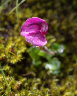 Pedicularis regeliana