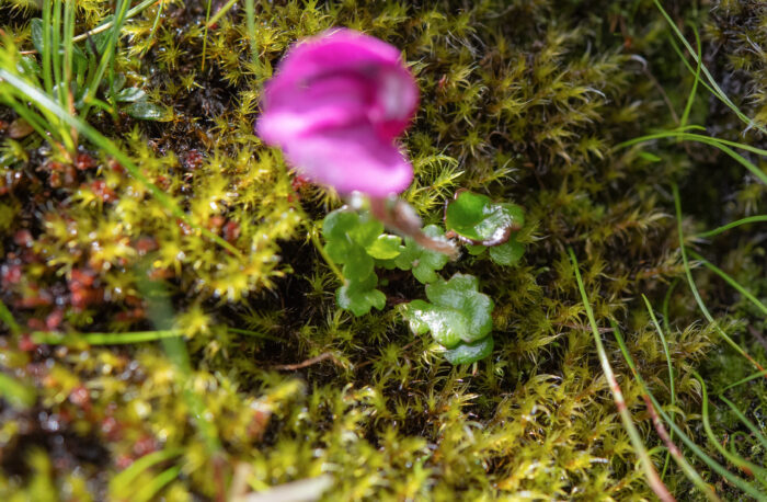 Pedicularis regeliana