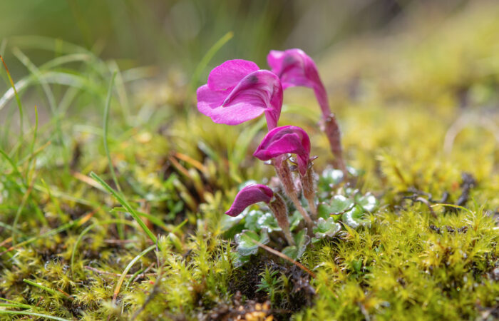 Pedicularis regeliana