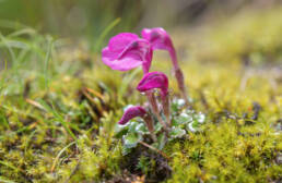 Pedicularis regeliana