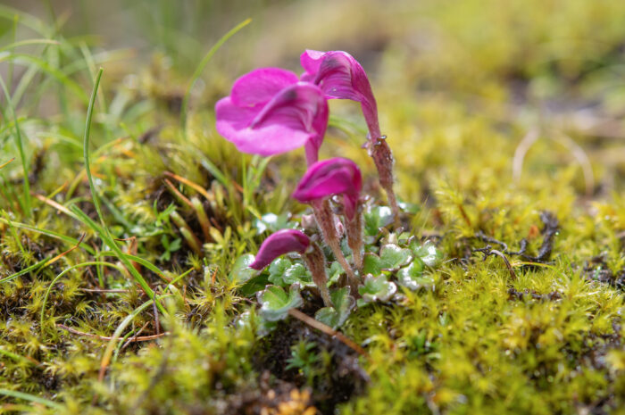 Pedicularis regeliana