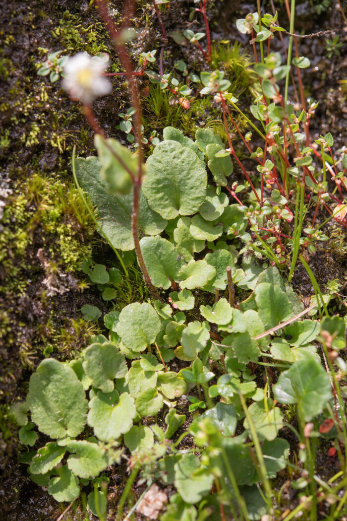 Pale Saxifrage (Micranthes pallida)