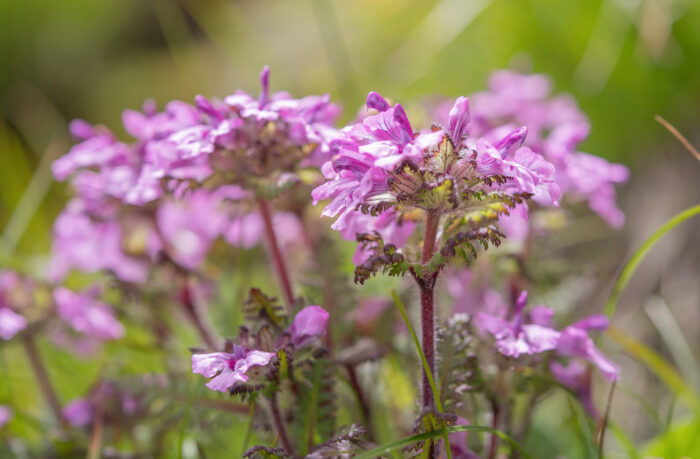 Pedicularis roylei