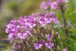 Pedicularis roylei