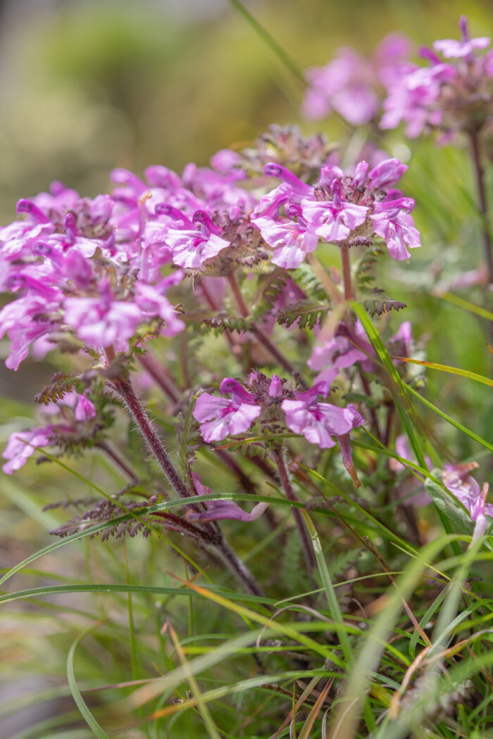 Pedicularis roylei