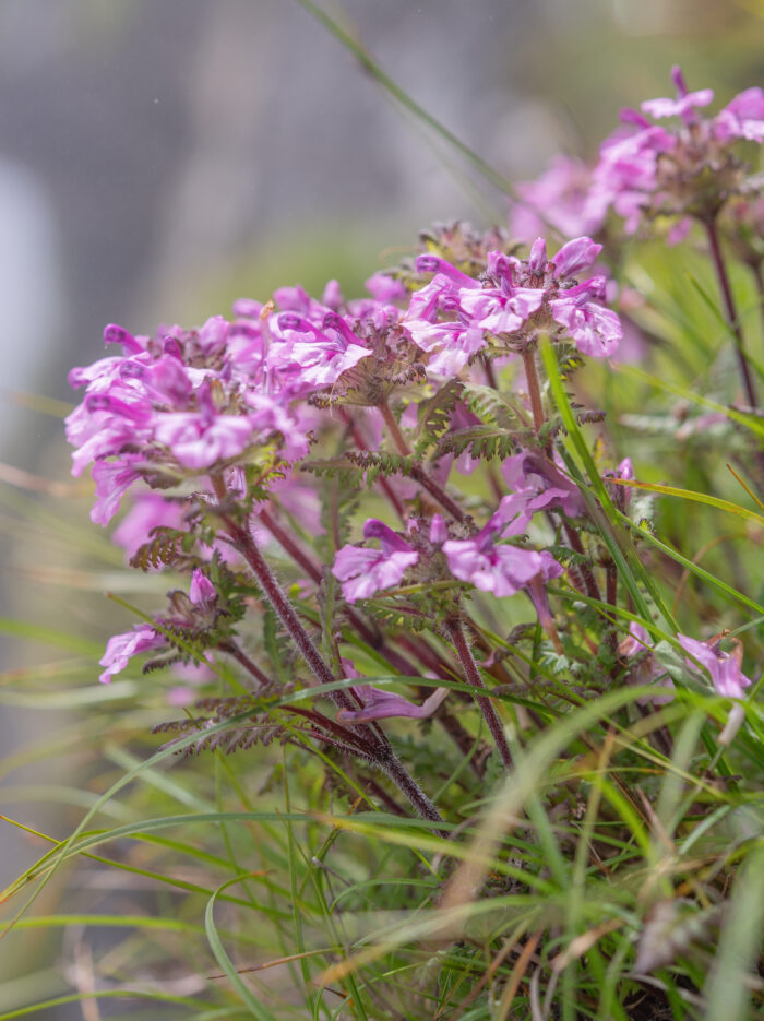 Pedicularis roylei