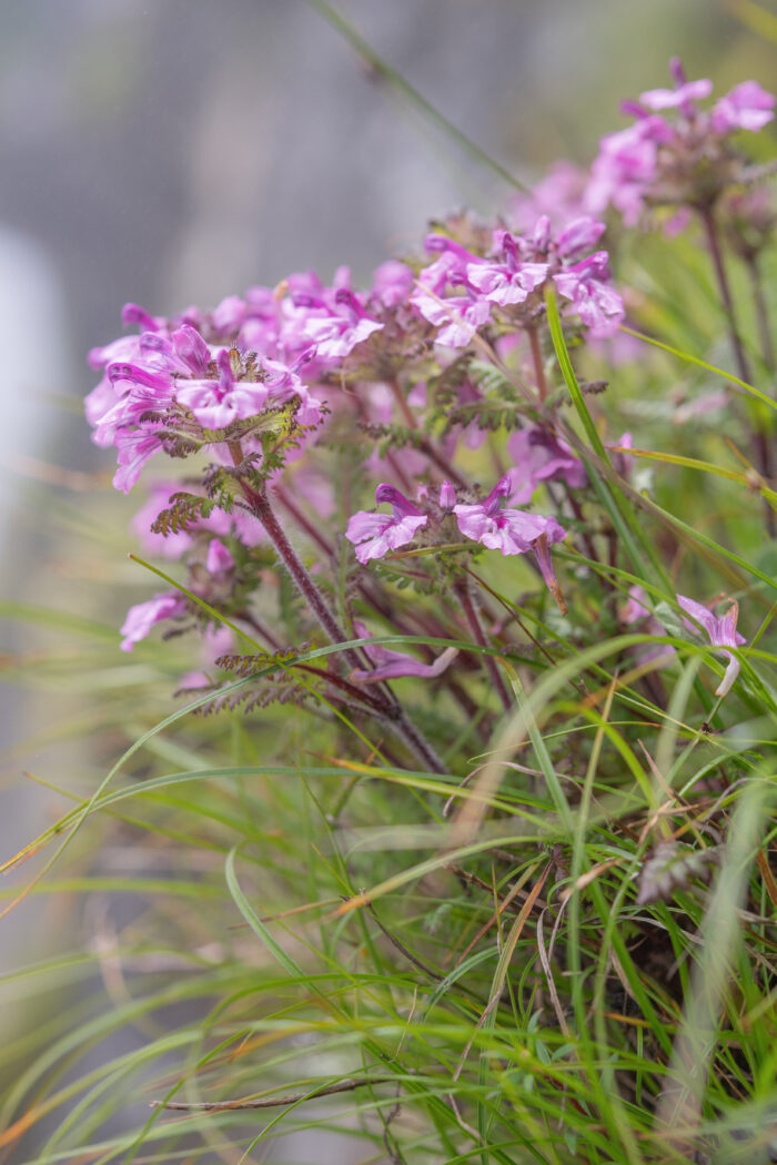 Pedicularis roylei