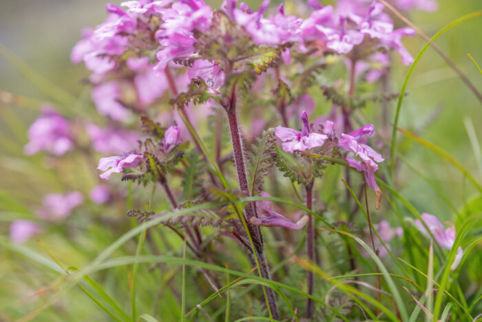 Pedicularis roylei