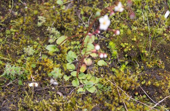 Pale Saxifrage (Micranthes pallida)