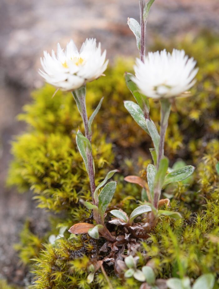 Anaphalis nepalensis