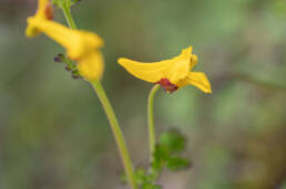 Corydalis rubrisepala