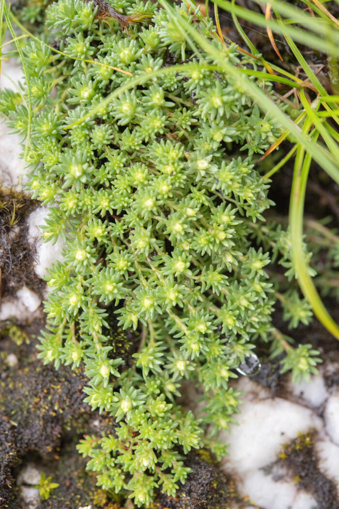 Rhodiola sedoides