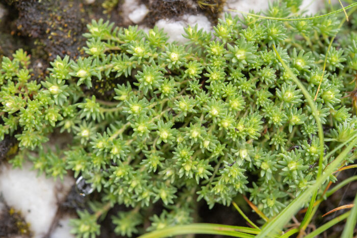 Rhodiola sedoides