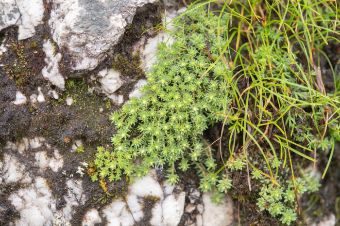 Rhodiola sedoides