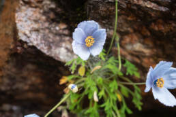 Meconopsis Bella