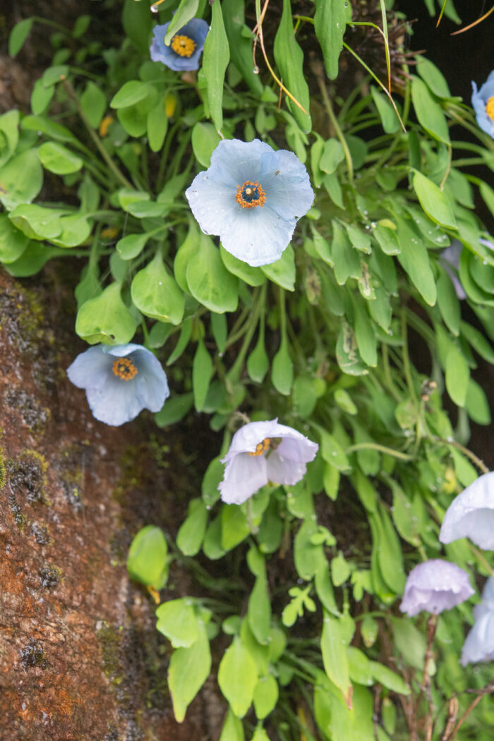 Meconopsis zangnanensis