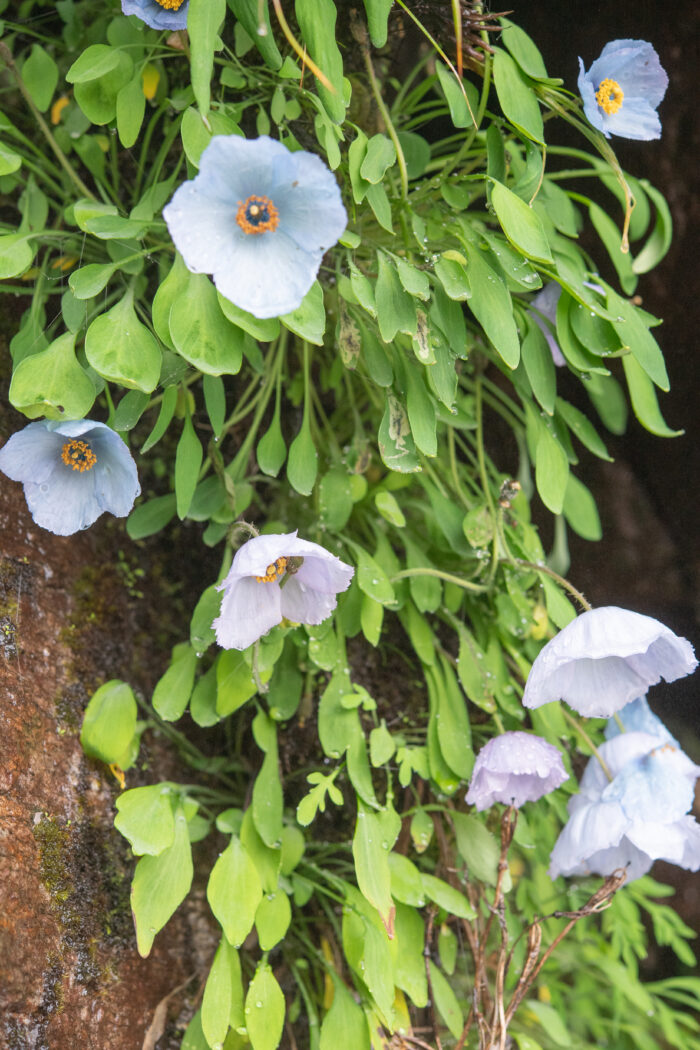 Meconopsis zangnanensis