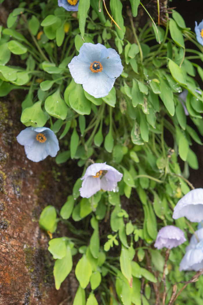 Meconopsis zangnanensis