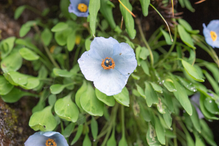 Meconopsis zangnanensis