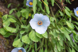 Meconopsis zangnanensis