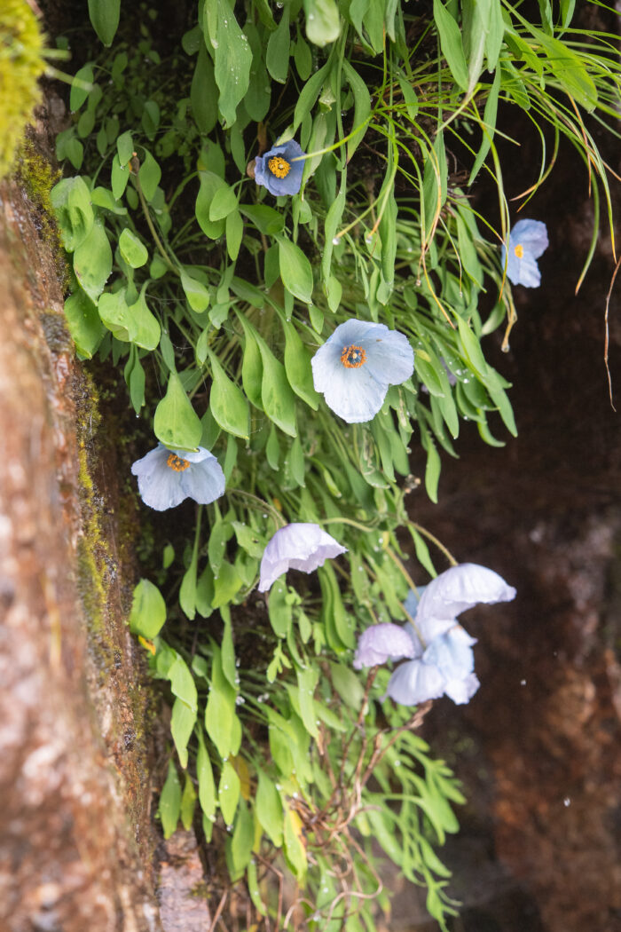 Meconopsis zangnanensis