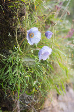 Meconopsis bella