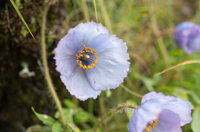 Meconopsis bella