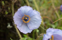 Meconopsis bella