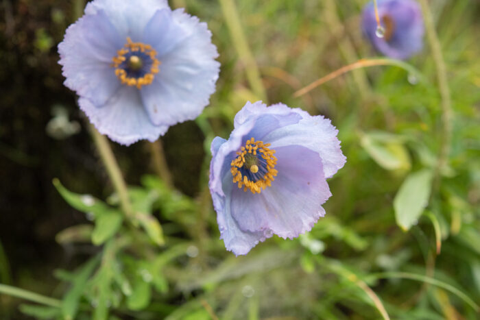 Meconopsis bella