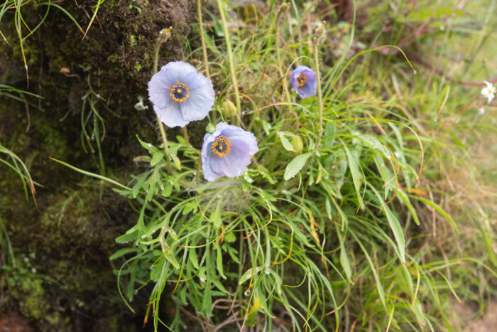 Meconopsis bella