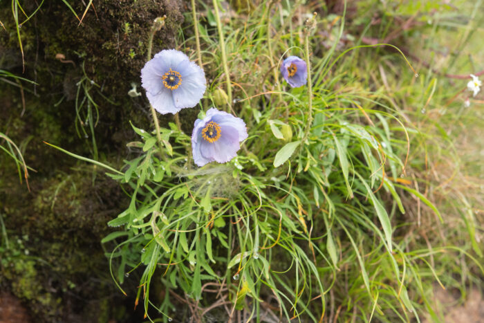 Meconopsis bella