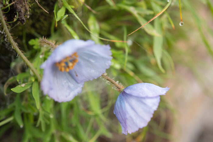 Meconopsis bella