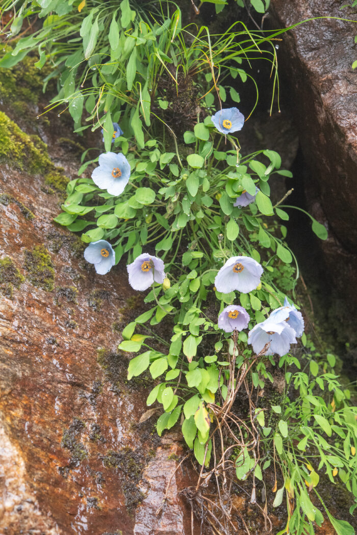 Meconopsis zangnanensis