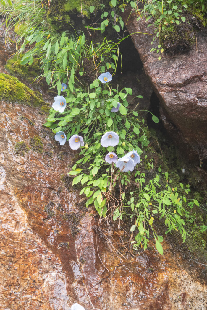 Meconopsis zangnanensis