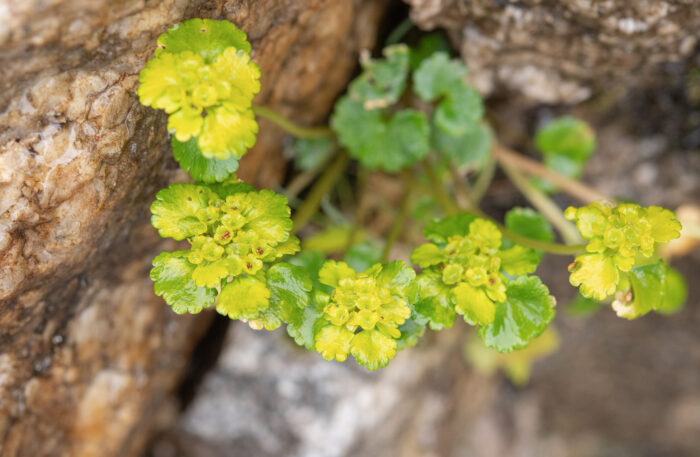 Forrest's Golden-Saxifrage (Chrysosplenium forrestii)