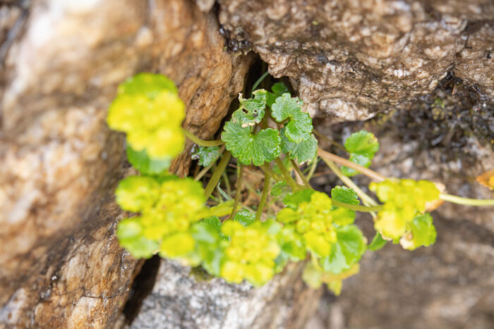 Forrest's Golden-Saxifrage (Chrysosplenium forrestii)