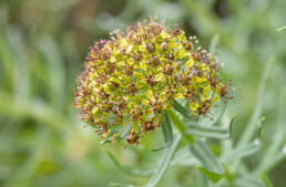 Arunachal plant (Rhodiola)