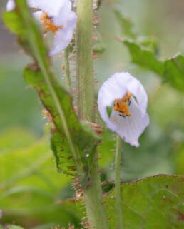 Arunachal plant (Meconopsis)