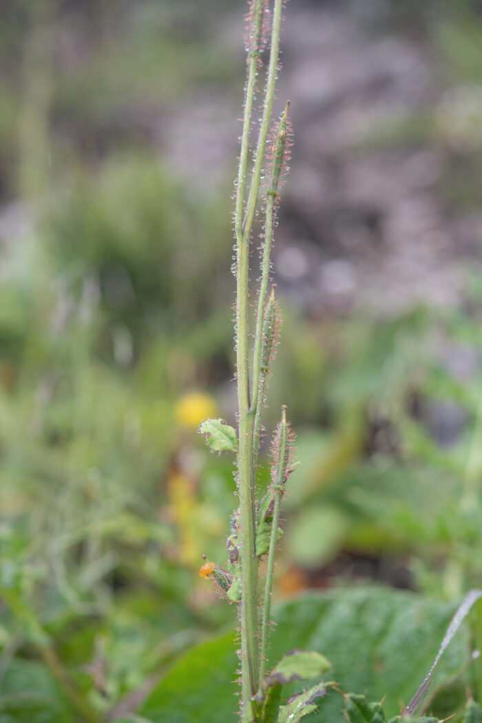 Arunachal plant (Meconopsis)