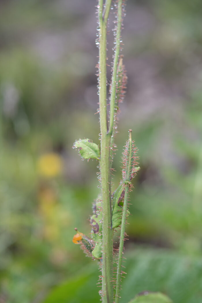 Arunachal plant (Meconopsis)