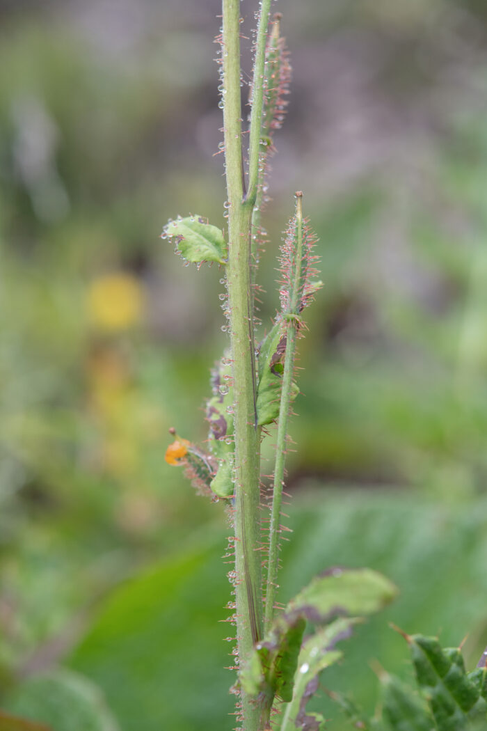 Arunachal plant (Meconopsis)