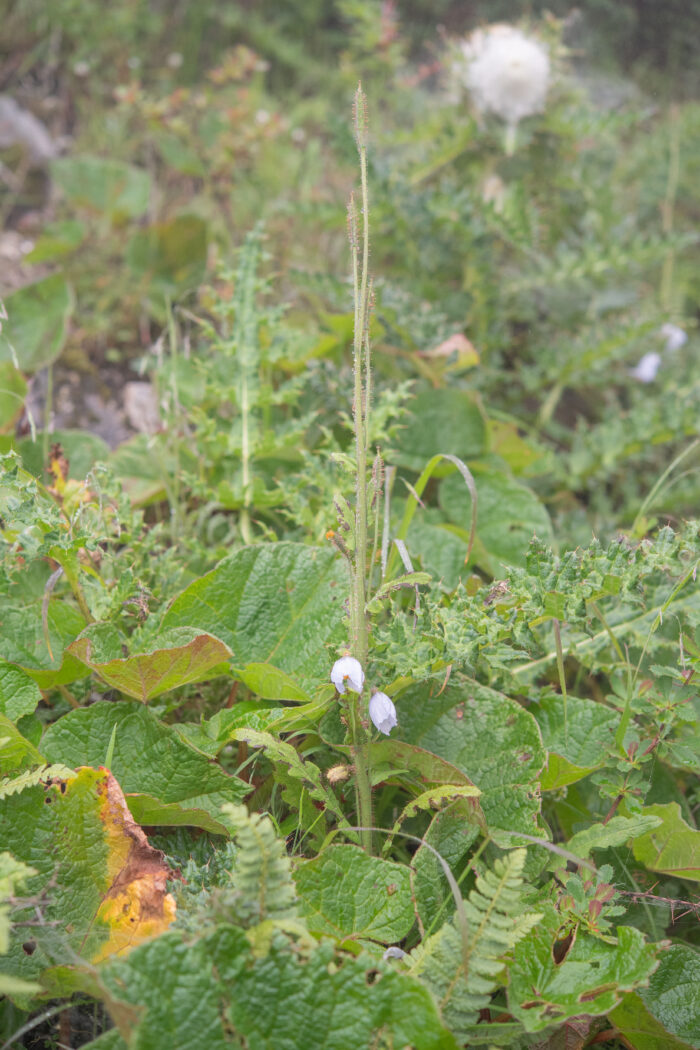 Arunachal plant (Meconopsis)