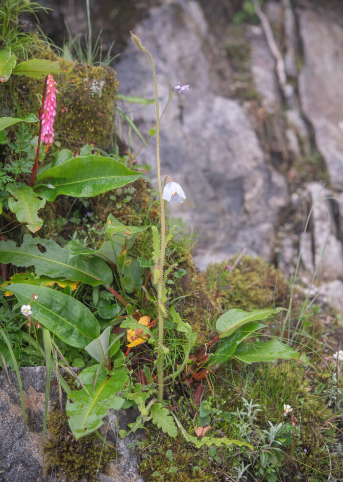 Arunachal plant (Meconopsis)