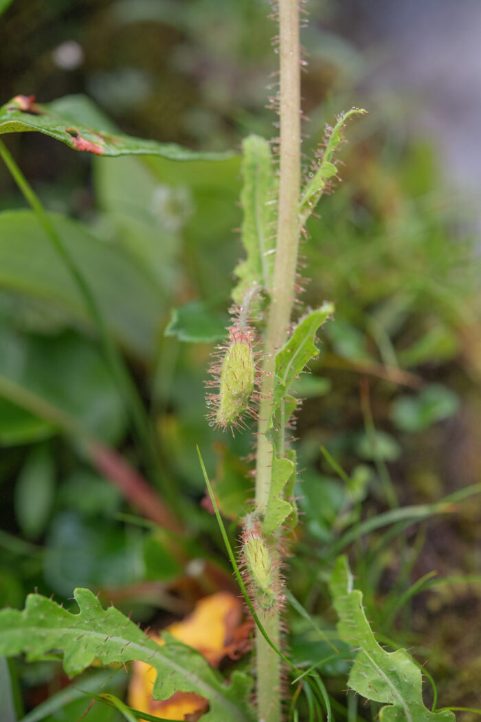 Arunachal plant (Meconopsis)